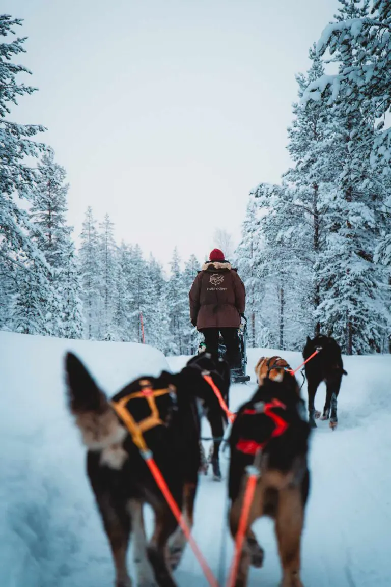 Dogs Snow Trees Lapland