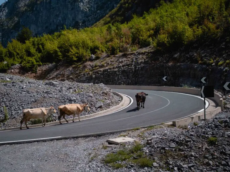 Cows Road Albania