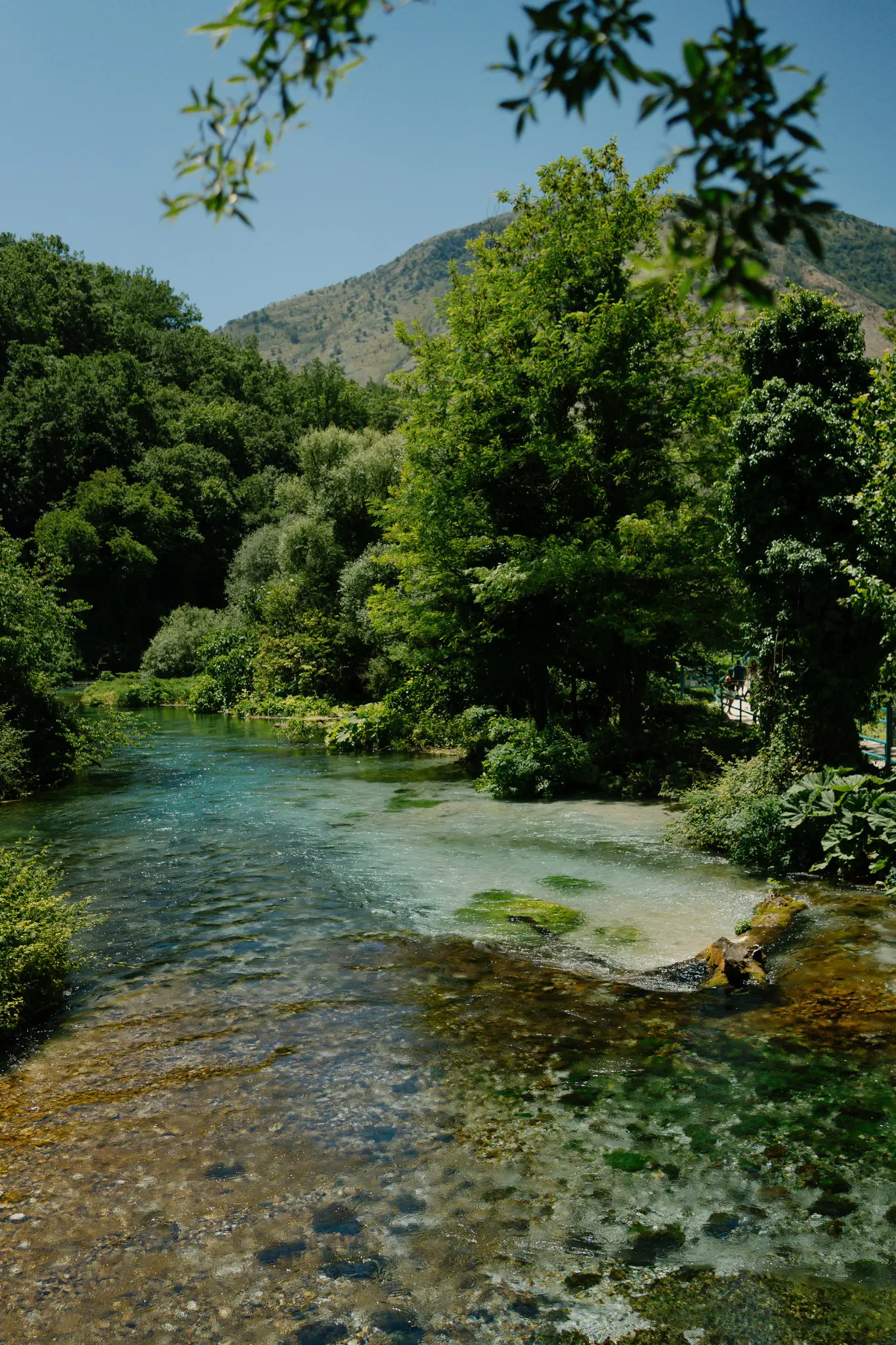 crystal clear blue river flowing through a lush green forest
